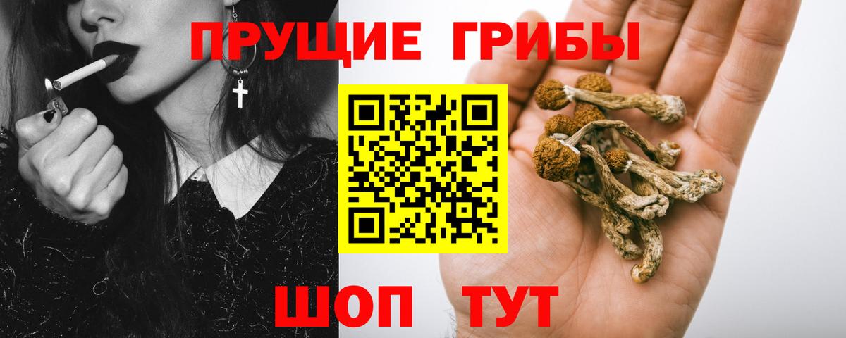 Печора  Псилоцибиновые грибы Psilocybine cubensis  Вход с VPN 